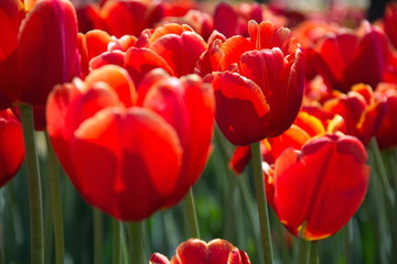 Field of netherlands red tulips on a sunny day closeup