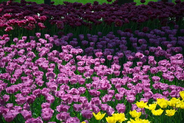 Field of Netherlands Purple Tulips on a Sunny Day Closeup