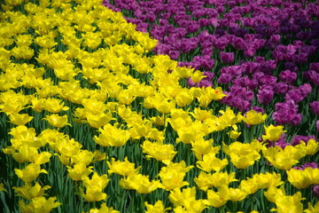 Field of netherlands yellow and purple  tulips on a sunny day
