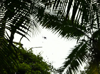 spider on a web between trees in the jungle