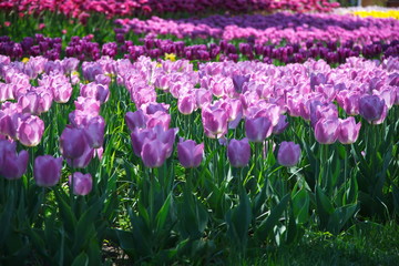 Field of Netherlands Purple Tulips on a Sunny Day