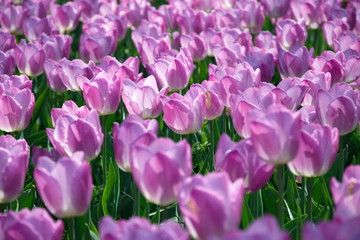Fototapeta premium Field of Netherlands Purple Tulips on a Sunny Day