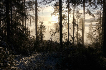 Obraz premium forest in fog winter norway