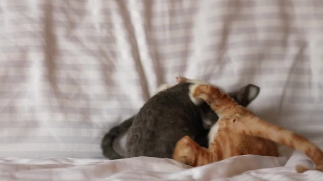 Funny Curious Young Red Ginger And Gray Devon Rex Kitten Playing Together At Home Sofa. Short-haired Cat Of English Breed