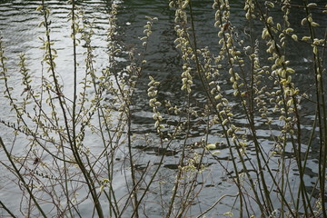 Fototapeta premium Weidenkätzchen am Wasser