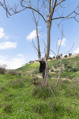 Burned  lightning tree stands in the Gey Ben Hinnom Park - called in the Holy Books as the Blazing Inferno in Jerusalem city in Israel