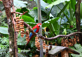 blue and red parrots in a bird's national park in brazil