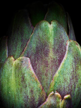 A close up photograph of an artichoke