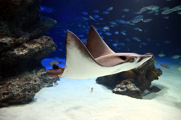飛ぶように泳ぐ巨大なトビエイのダイナミックな姿（日本の東京池袋サンシャイン水族館） © satou y1