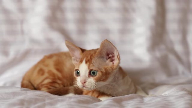 Funny Curious Young Red Ginger Devon Rex Kitten Sitting At Home Sofa. Short-haired Cat Of English Breed
