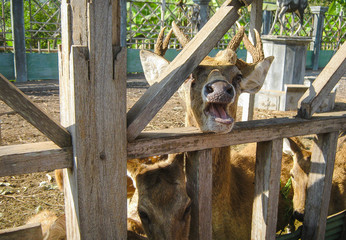 The little deer opened his mouth while in the paddock. Bali