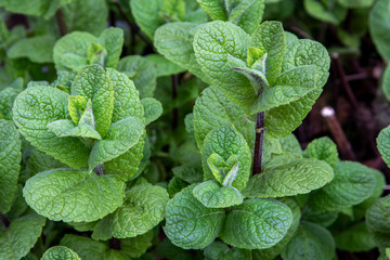 Herb Mentha villosa ‘Mojito ‘ – Cuba mint, Mojito Mint © Danny