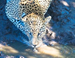 Leopard trinkt am Wasserloch, Nationalpark Afrika © familie-eisenlohr.de