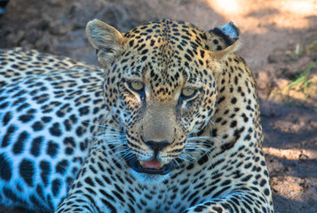 Fototapeta na wymiar Portrait eines Leoparden, Nahaufnahme