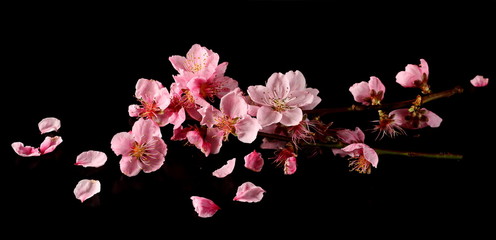Panele Szklane  Spring flowers isolated on black, with clipping path