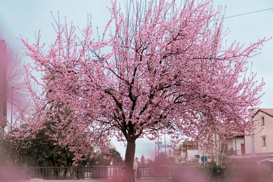 Albero di ciliegio fiorito - primavera