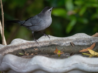 Gray Catbird