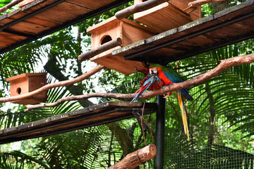 Fototapeta na wymiar blue and red parrots in a bird's national park in brazil