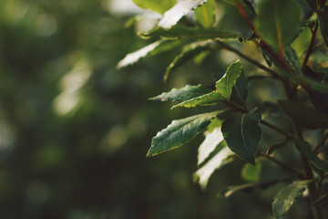 Close up of bay leaves on a bush on a background of greenery. Soft focus on photo and author processing