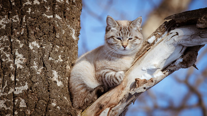 Naklejka na ściany i meble cat on a tree