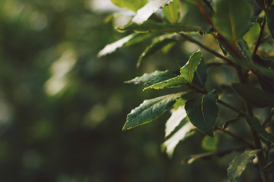 Close up of bay leaves on a bush on a background of greenery. Soft focus on photo and author processing