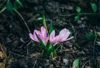View of beautiful pink crocus flower, growing in a garden. Spring blooming nature. 