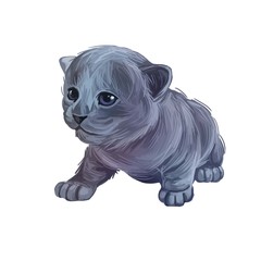 Nebelung kitten digital art illustration. Longhaired Russian Blue watercolor portrait in realistic manner. Grey haired kitten face and body drawing. Domesticated pet, feline originated from US.