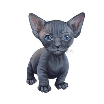 Minskin kitten digital art illustration of small kitty. Watercolor portrait of crossed Munchkin with Sphynx breed. Animal with short legs, triangle face and large ears. Grey fur of domestic pet