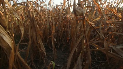 Drought impact destroyed farmer crops product on summer. Climate change and Extreme weather concept.