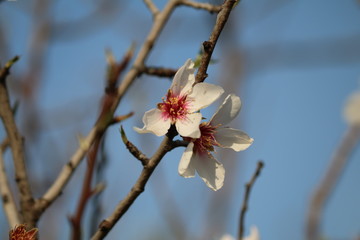 blüte