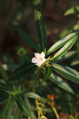 Blooming oleander in the italian garden. Soft focus on photo and author processing