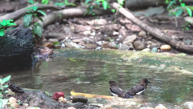 beautiful bird take a bath in forest
