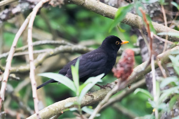 Amsel