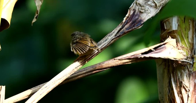Chestnut-tailed mina bird(Minla strigula) live on Doi Inthanon,Chiengmai,Thailand