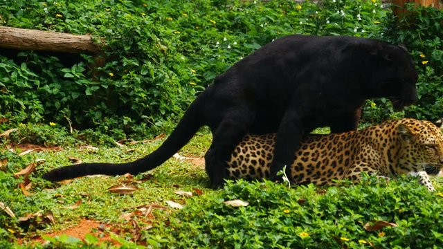 4k of Black panther and leopard Mating lying down on the grass