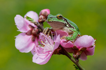 tree frog on spring flower