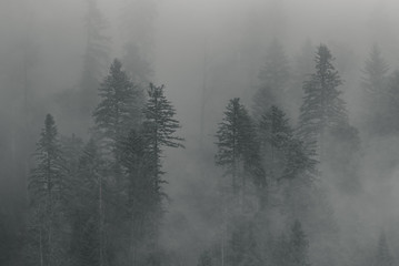 bäume im nebel