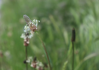 The flowering heads of ribwort plantain, plantago lanceolata. Several inflorescences in the grass. Ribwort plantain is also a traditional medicinal plant.