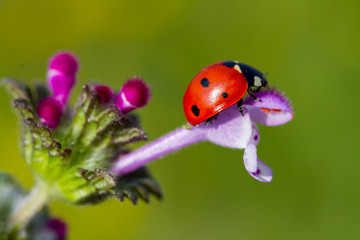 Ladybug and spring flower on sun