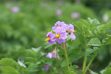 Fototapeta premium Potato flowers on a green background