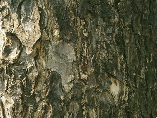 bark of a tree