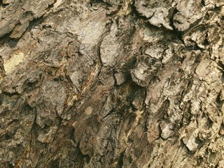 old tree bark