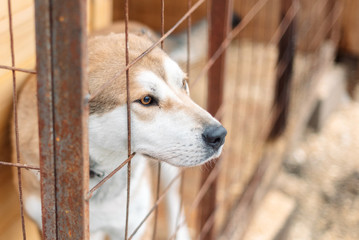 animals in a shelter - red dog with white spots sitting behind rusty metal bars looking outside