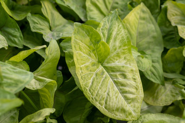 Fototapeta na wymiar Macro shot of syngonium pixie leaves growing in greenhouse