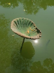 turtle in water