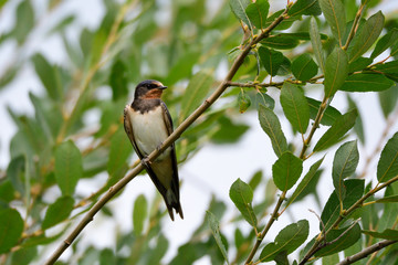 Junge Rauchschwalben	