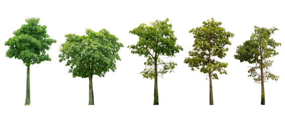 The collection of trees. Isolated trees on white background. with clipping paths.