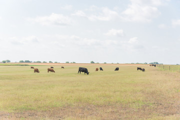 Pasture raised cows grazing grass on ranch with wire fence in Waxahachie, Texas, USA