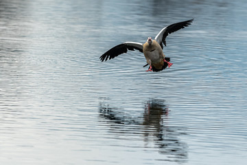 Nilgans im Anflug