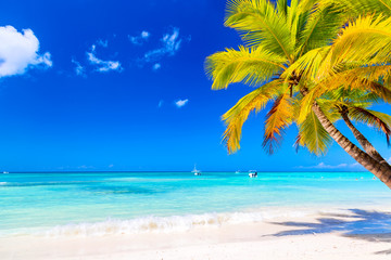 Palm tree on the caribbean tropical beach. Saona Island, Dominican Republic. Vacation travel background - obrazy, fototapety, plakaty